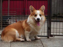 狗爸爸