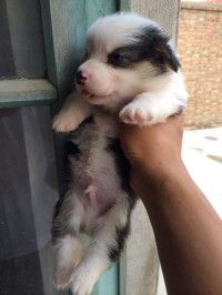 失格三色海盗眼