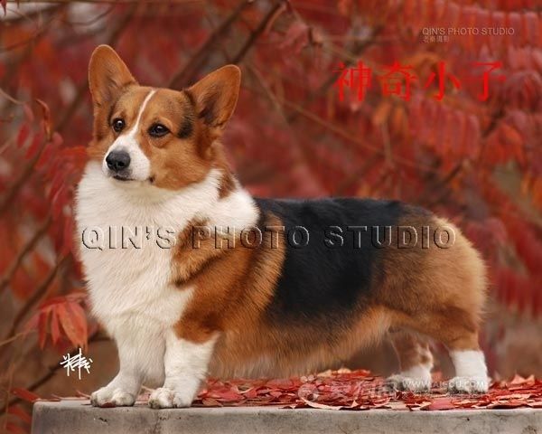 爷爷