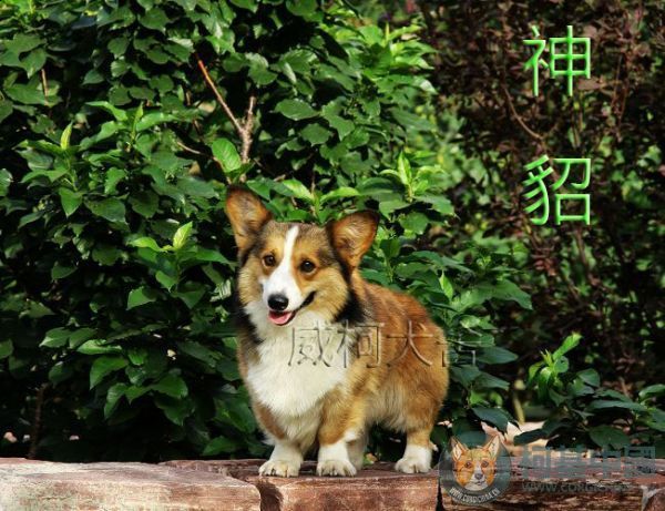爸爸