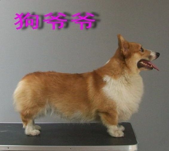 狗爷爷