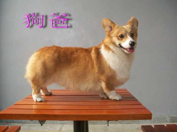 狗爸爸