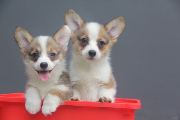 70日龄 3MM4MM 20140627-18.jpg