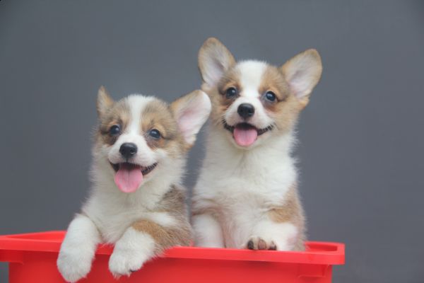 70日龄 3MM4MM 20140627-21.jpg