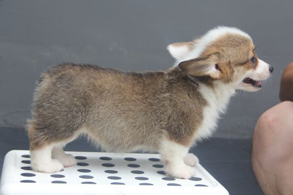 70日龄 4MM 20140627-2.jpg