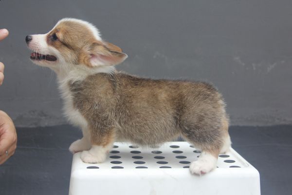 70日龄 4MM 20140627-8.jpg