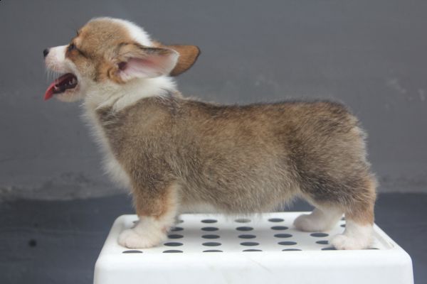 70日龄 4MM 20140627-11.jpg