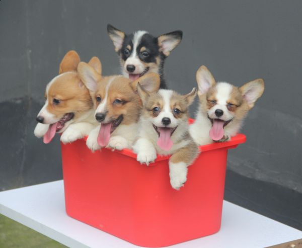 70日龄 全家桶-23.jpg