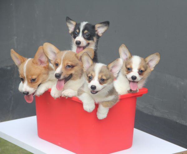 70日龄 全家桶-21.jpg