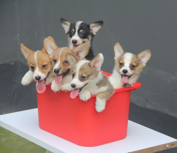 70日龄 全家桶-22.jpg