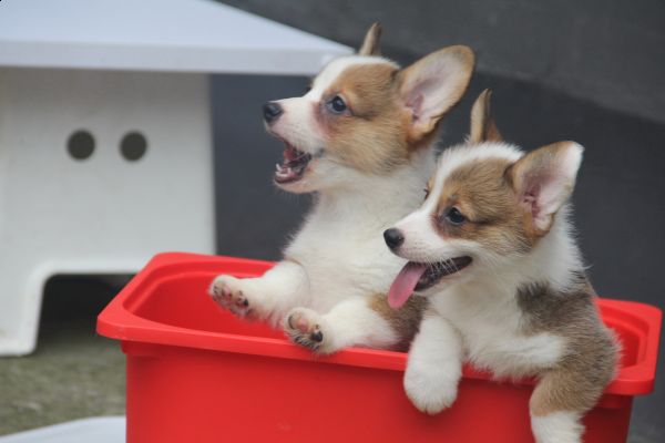 70日龄 3MM4MM 20140627-9.jpg