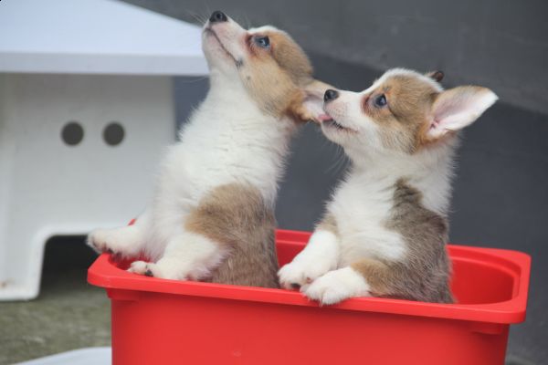 70日龄 3MM4MM 20140627-10.jpg