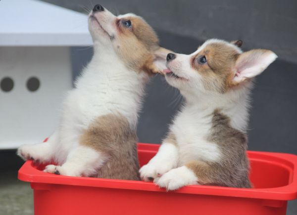 西瓜和诺诺.jpg