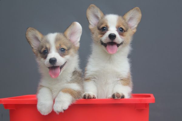 西瓜和诺诺 (2).jpg