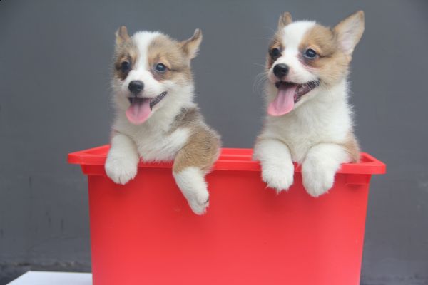 西瓜和诺诺 (3).jpg