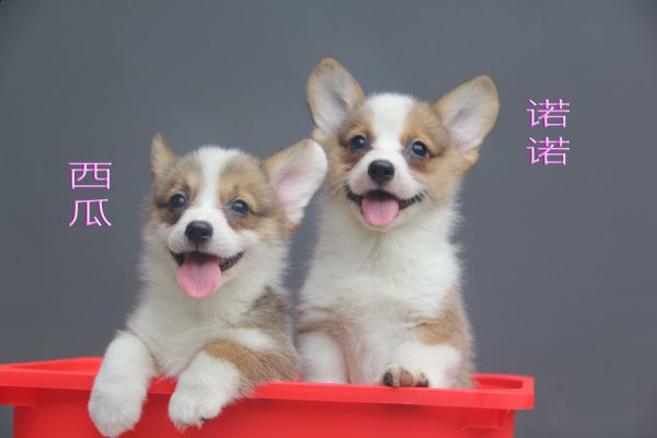 西瓜和诺诺 (1).jpg