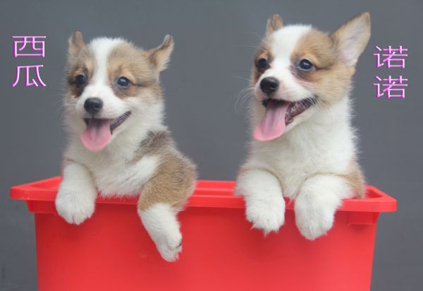 西瓜和诺诺 (3).jpg