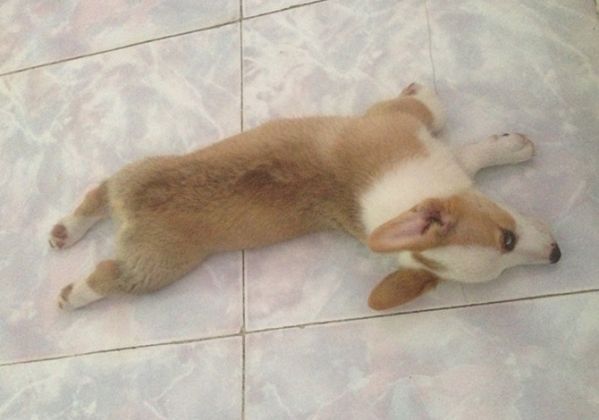 这是第二天早上！！已经熟悉了，开始招牌式睡觉