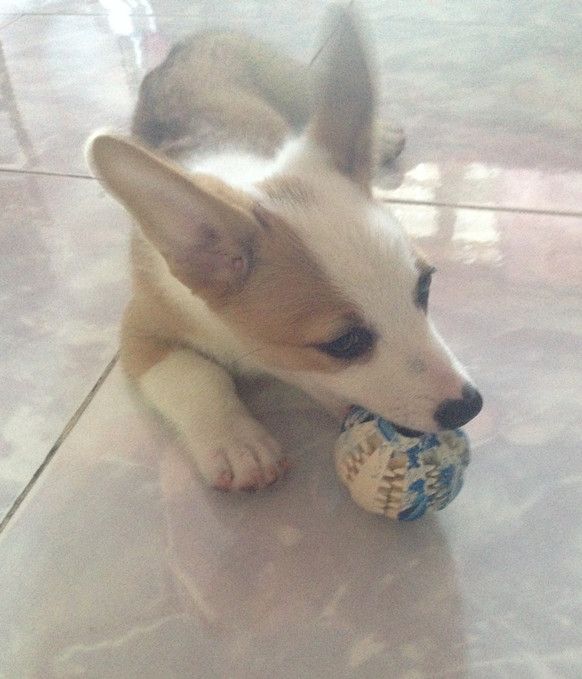 惊喜啊！！5次学会寻回，而且不用食物诱导。玩几次后能把球送到我手上，三个半月啊。。。。仔仔你是要闹哪  ...