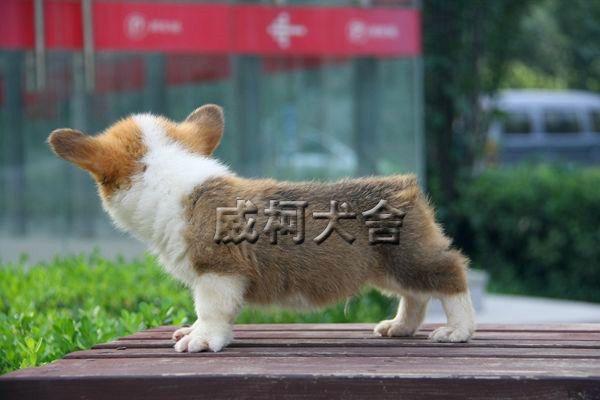 克鲁尼孙子