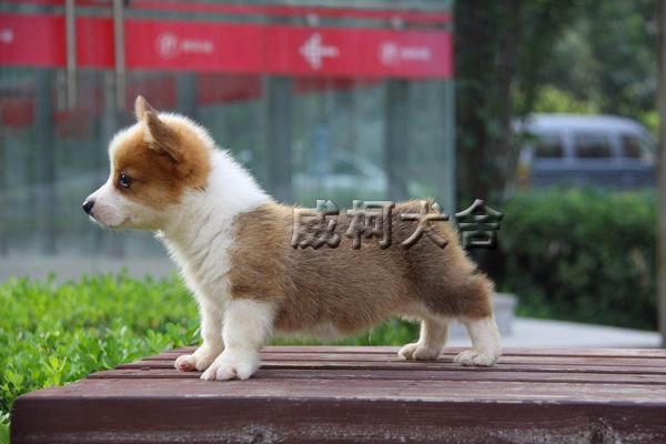 克鲁尼孙子