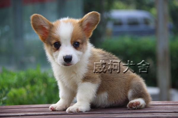 克鲁尼孙子