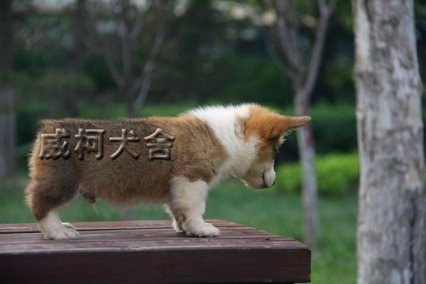 克鲁尼孙子
