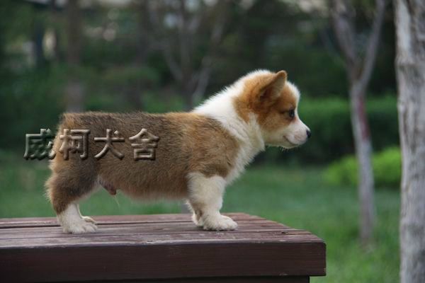 克鲁尼孙子