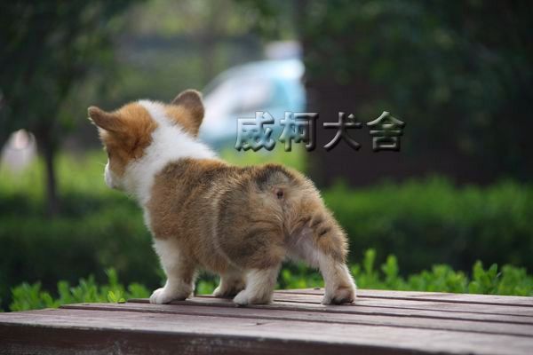 克鲁尼孙子