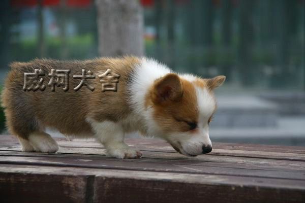 克鲁尼孙子