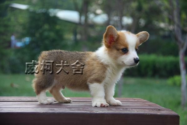 克鲁尼孙子