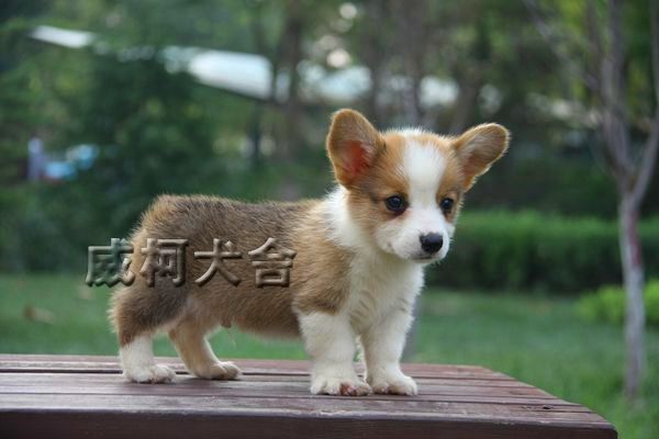 克鲁尼孙子