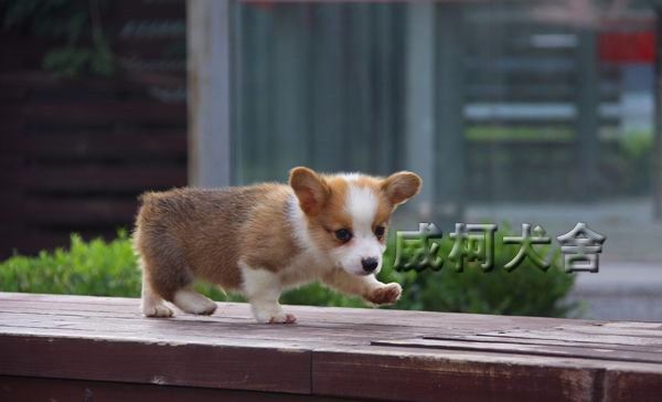 克鲁尼孙子