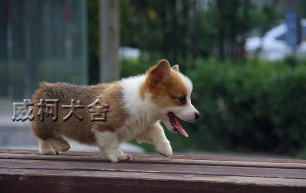 克鲁尼孙子