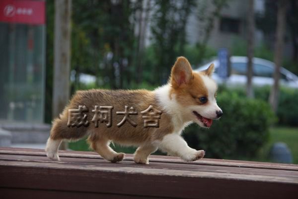 克鲁尼孙子