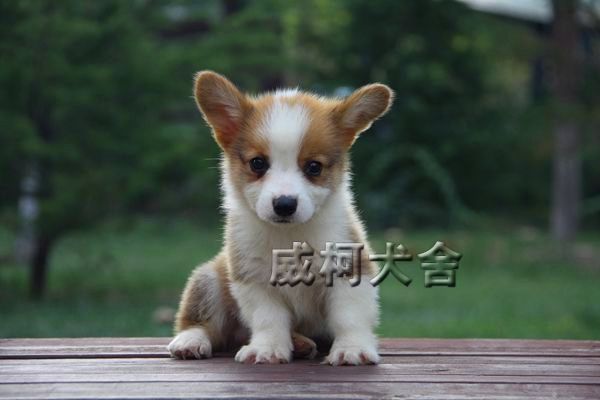 克鲁尼孙子