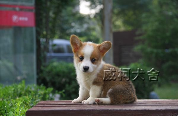 克鲁尼孙子