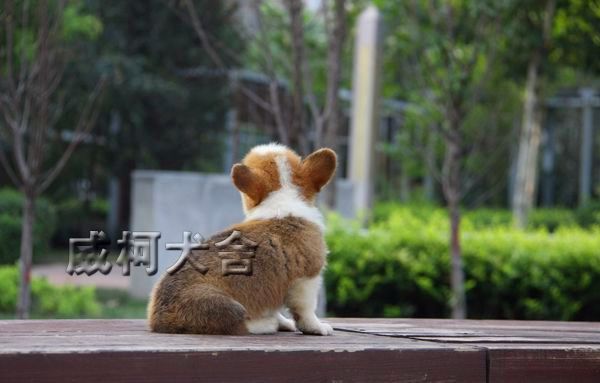 克鲁尼孙子