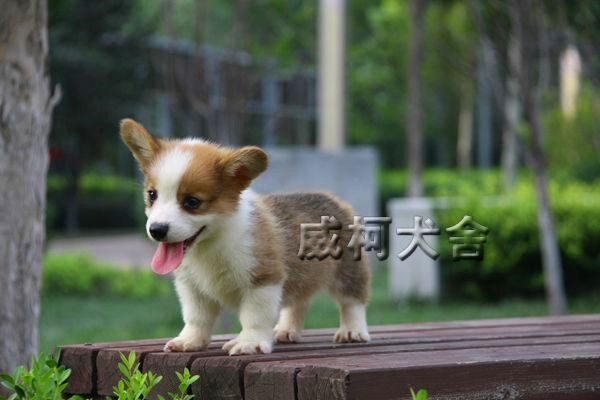 克鲁尼孙子