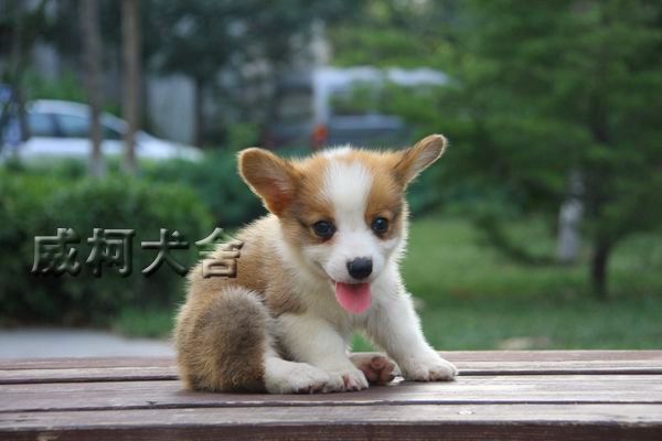 克鲁尼孙子