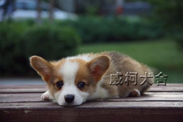 克鲁尼孙子