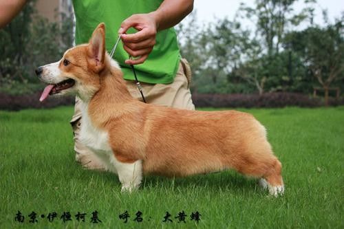 大黄蜂1.jpg