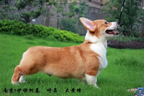 大黄蜂2.jpg