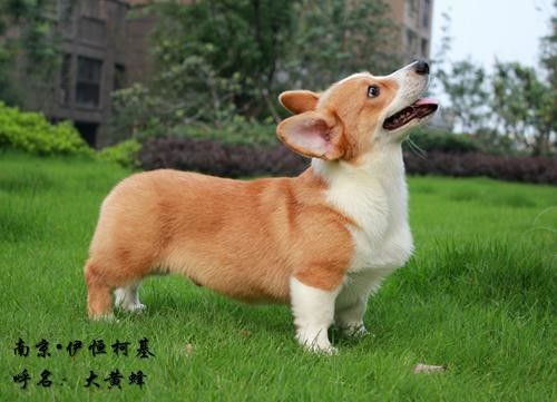 大黄蜂3.jpg