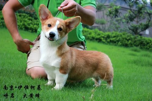 大黄蜂4.jpg