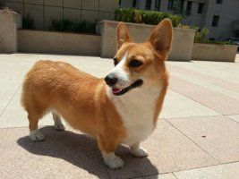 吉吉1.jpg