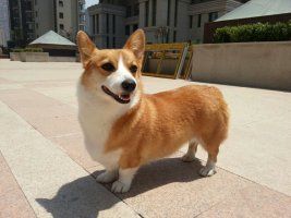 吉吉3.jpg