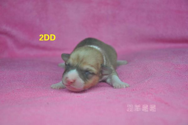 2DD.jpg