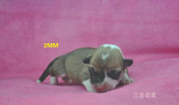 2MM.jpg