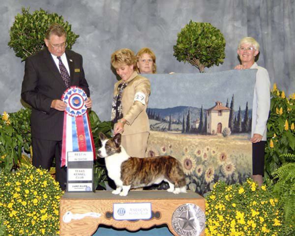 m Harry P_ - Cardigan Welsh Corgi.jpg